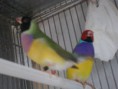 /album/fotos%20das%20instala%c3%a7oes%20e%20algumas%20das%20mimhas%20aves/pedro-exoticos-023-jpg/